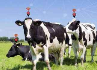 Livestock Monitoring Market Growth Forecast: CAGR 14.7% news-14082024-025838