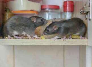 Effective Pet-Safe Mouse Repellent Spray for Rodent-Free Homes news-14082024-031838