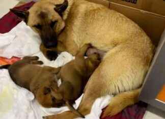 Miracle Mum Dog Saves Last Pup: A Heartwarming Story of Resilience and Love miracle-mum-dog-saves-last-pup-a-heartwarming-story-of-resilience-and-love