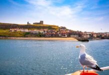 protect-your-pets-and-property-local-strategy-to-defend-against-seagull-attacks
