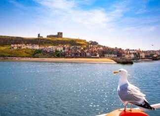 Protect Your Pets and Property: Local Strategy to Defend Against Seagull Attacks protect-your-pets-and-property-local-strategy-to-defend-against-seagull-attacks