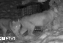 tragic-death-of-lynx-in-cairngorms-conservation-concerns-arise