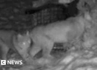 Tragic Death of Lynx in Cairngorms: Conservation Concerns Arise tragic-death-of-lynx-in-cairngorms-conservation-concerns-arise