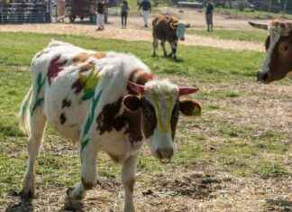 George Harrison’s Former Manor Faces Opposition to Green Energy Plan george-harrisons-former-manor-faces-opposition-to-green-energy-plan