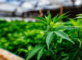 Repurposing Old Police Stations into Cannabis Farms repurposing-old-police-stations-into-cannabis-farms