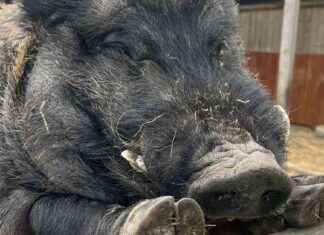 Neighbor Dispute: Woman Battles Over Noisy Pet Pig neighbor-dispute-woman-battles-over-noisy-pet-pig