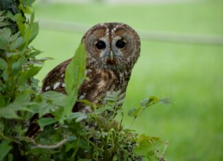 Kensal Green London NW10: Discover Hidden Gems and Local Secrets