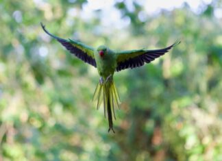 Fly London Shoes: Why Are They The Ultimate Choice For Trendsetters?