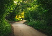 Butterfly Trail London: Discover Enchanting Hidden Garden Secrets