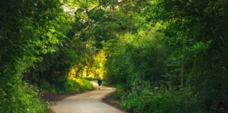 Butterfly Trail London: Discover Enchanting Hidden Garden Secrets