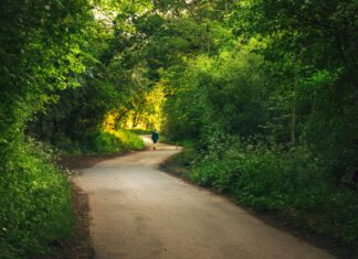 Butterfly Trail London: Discover Enchanting Hidden Garden Secrets