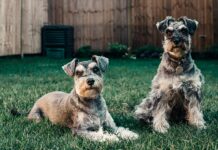 Isle Of Dogs London: Discover Hidden Gems And Exciting Adventures