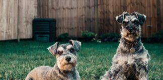 Isle Of Dogs London: Discover Hidden Gems And Exciting Adventures