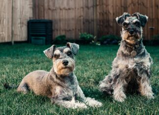 Isle Of Dogs London: Discover Hidden Gems And Exciting Adventures