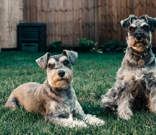 Isle Of Dogs London: Discover Hidden Gems And Exciting Adventures