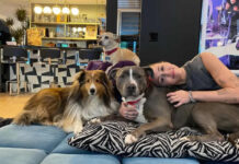 Dogs, Safety, and Comfort: How the Right Environment Can Prevent Bites and Improve Lives dogs health, dog bed, dog beds, large dog beds, best dog beds, outdoor dog beds, orthopedic dog beds, chew proof dog bed, raised dog bed, cooling dog bed, heated dog beds, waterproof dog beds, small dog beds, washable dog beds, memory foam dog beds, dog bites, why dogs bite