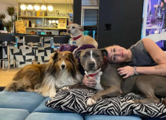 Dogs, Safety, and Comfort: How the Right Environment Can Prevent Bites and Improve Lives dogs health, dog bed, dog beds, large dog beds, best dog beds, outdoor dog beds, orthopedic dog beds, chew proof dog bed, raised dog bed, cooling dog bed, heated dog beds, waterproof dog beds, small dog beds, washable dog beds, memory foam dog beds, dog bites, why dogs bite