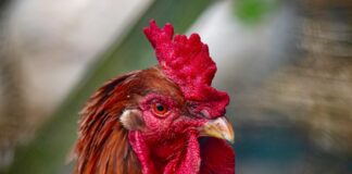 Popeyes Louisiana Chicken London Reviews: Is It Worth The Hype?