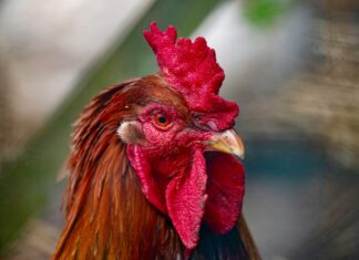 Popeyes Louisiana Chicken London Reviews: Is It Worth The Hype?