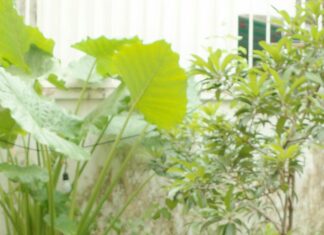 Little House Restaurant London: Discover Hidden Culinary Gems