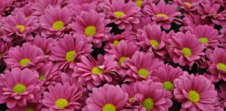 Pollen Report London: Discover Today’s Allergy Forecast and Tips