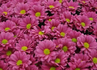 Pollen Report London: Discover Today’s Allergy Forecast and Tips