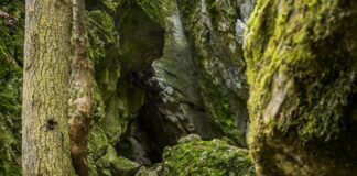 Forest Gate London: Discover Hidden Gems and Local Secrets
