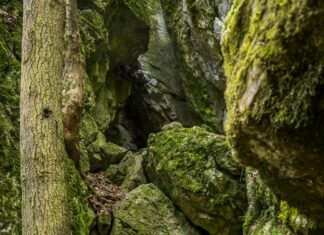 Forest Gate London: Discover Hidden Gems and Local Secrets